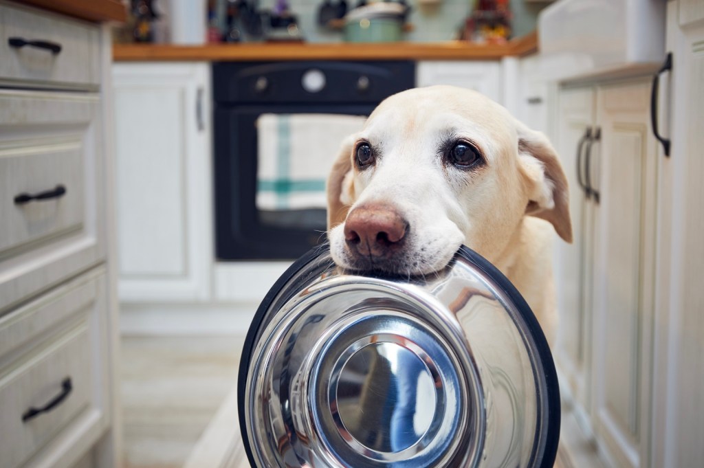 Hund mit großem Napf