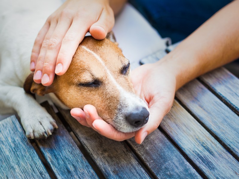 Hund wird von HÃ¤nden gehalten