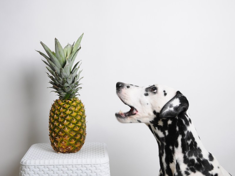 Hund will Ananas essen, die auf einem Tisch steht.