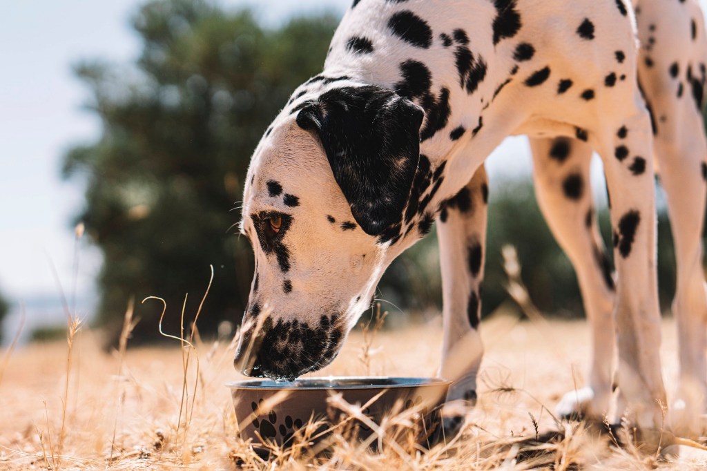 Hund trinkt Wasser