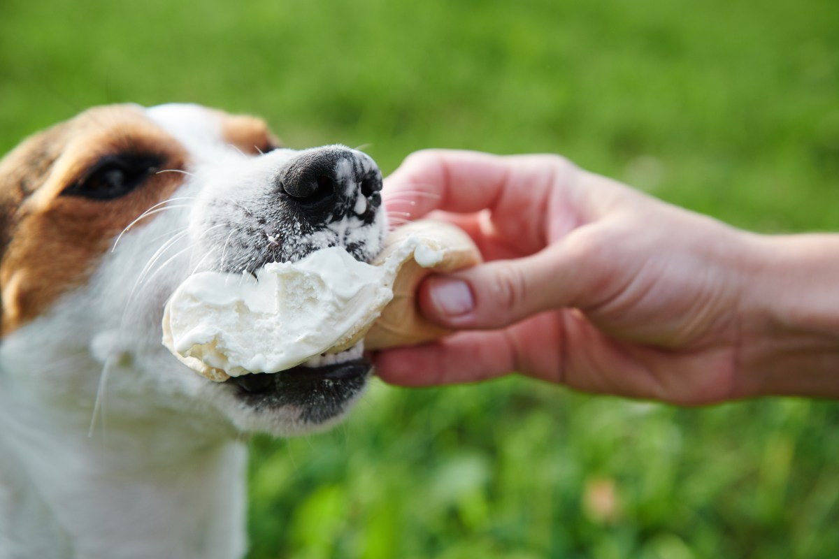 Hund isst Jogurt Eis.