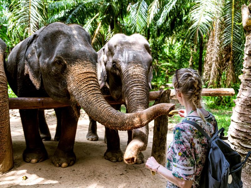 Elefant Stressbewältigung