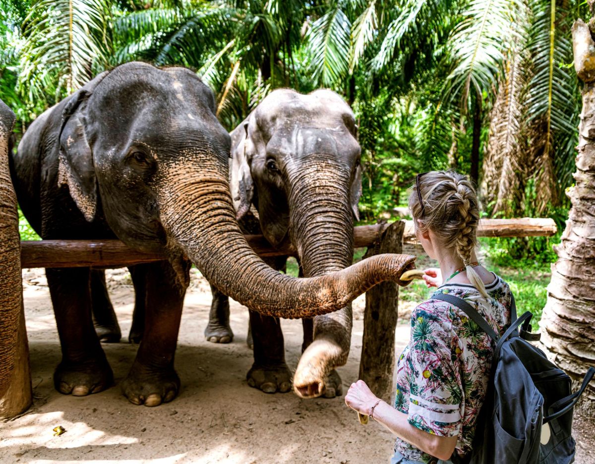 Elefant Stressbewältigung