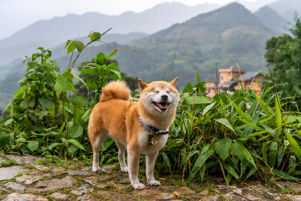 Grinsender Shiba Inu