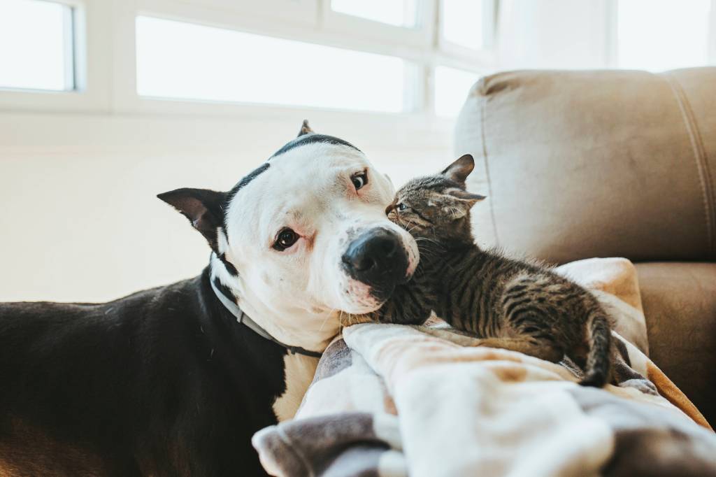 Katzen oder Hunde