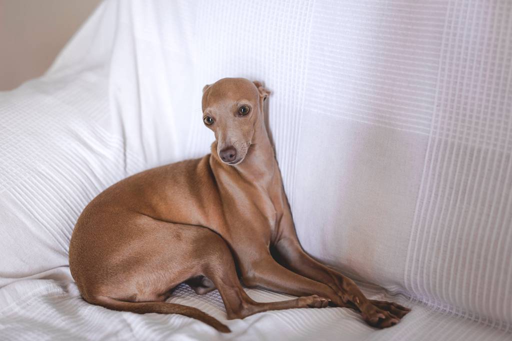 Italian Greyhound