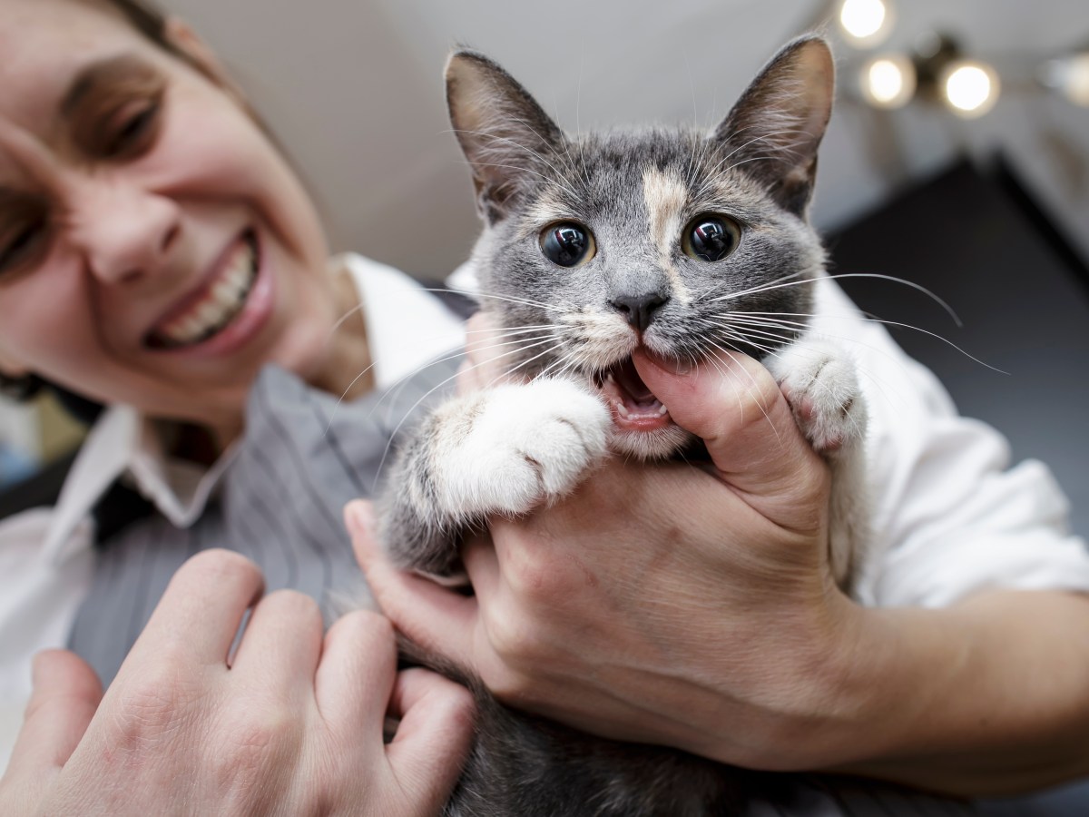 Katze mag Frau nicht und beiÃŸt in Finger