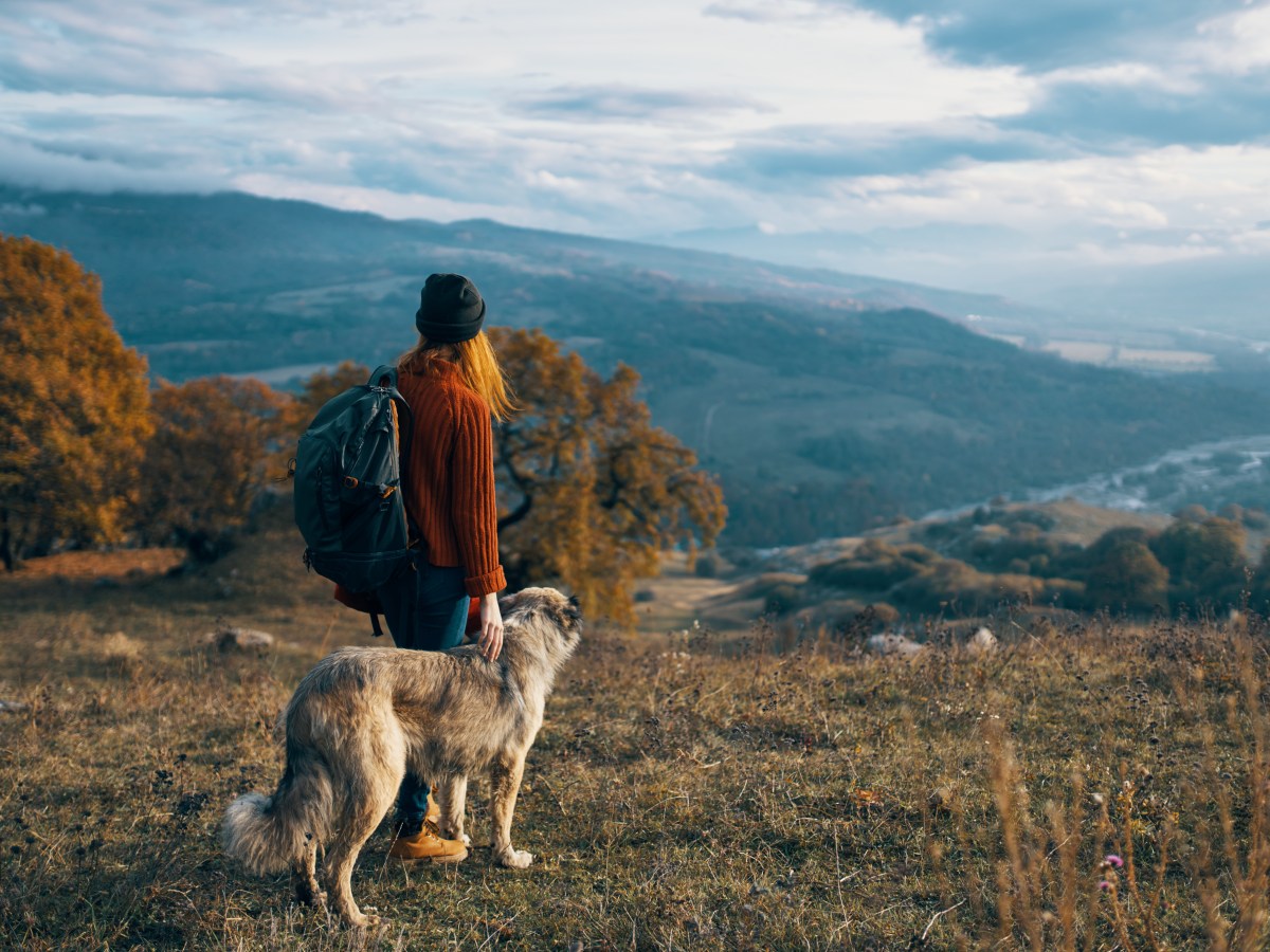 Hund: 6 Hunderassen, mit denen du gut verreisen kannst