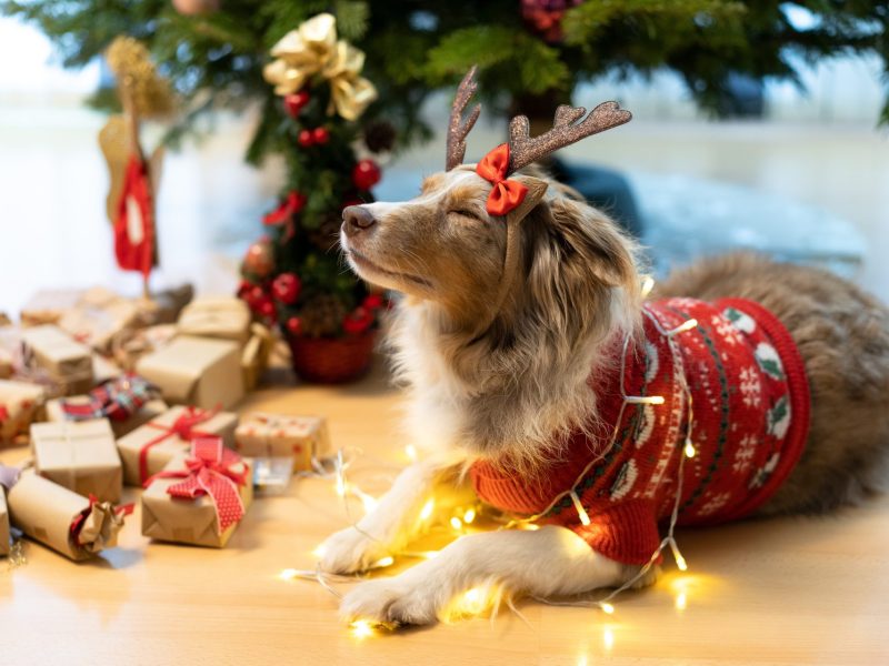 Hund Adventskalender