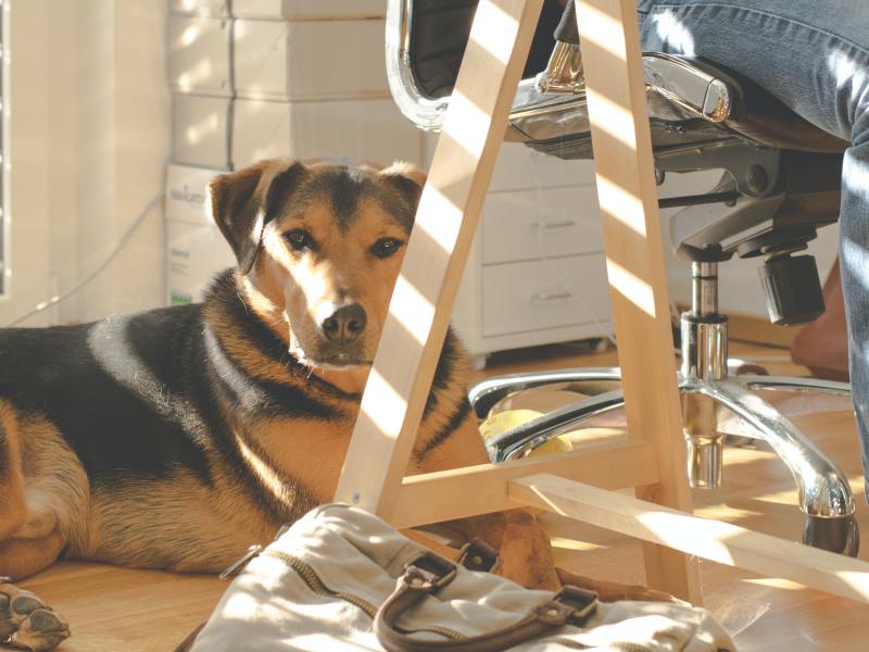 Hund im Büro