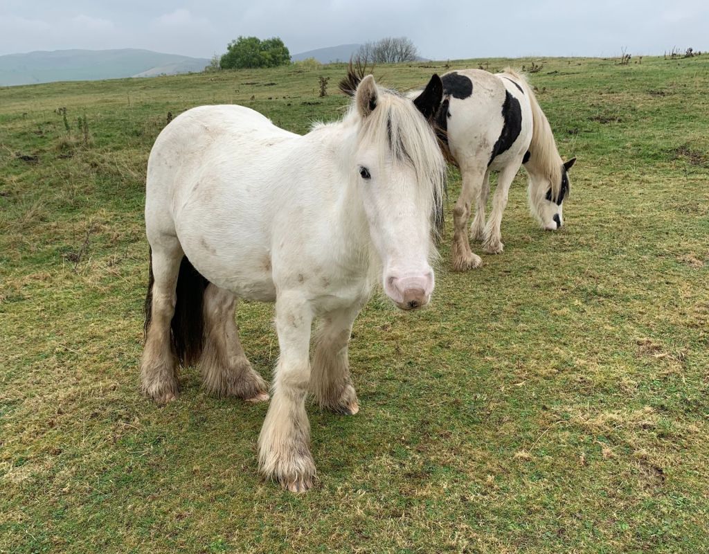 Pferde in den Bergen in Wales