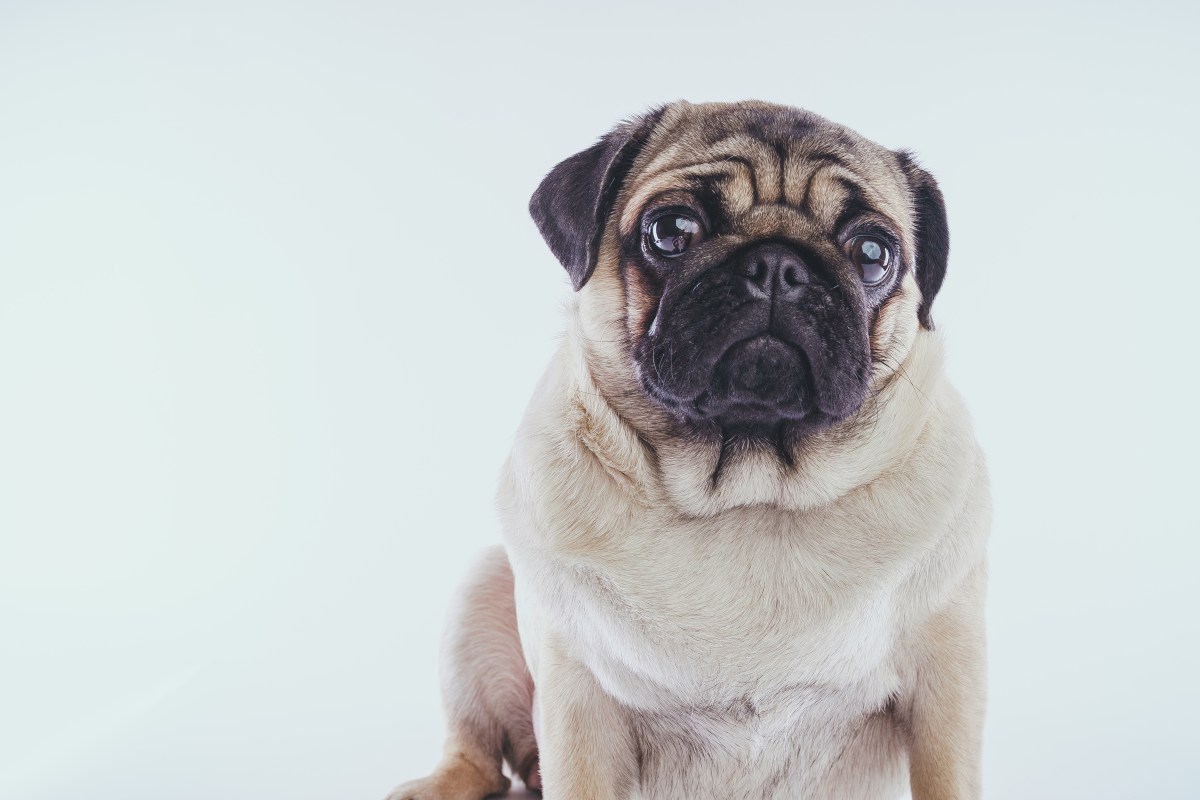 Mops schaut traurig in die Kamera.