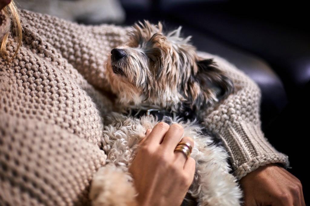 Frau hat Yorkshire Terrier im Arm.