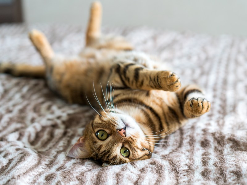 Katze liegt auf dem Rücken auf einem Bett.