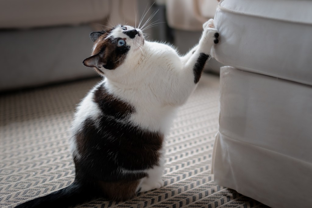 Schwarz-weiße Katze kratzt an Möbel.