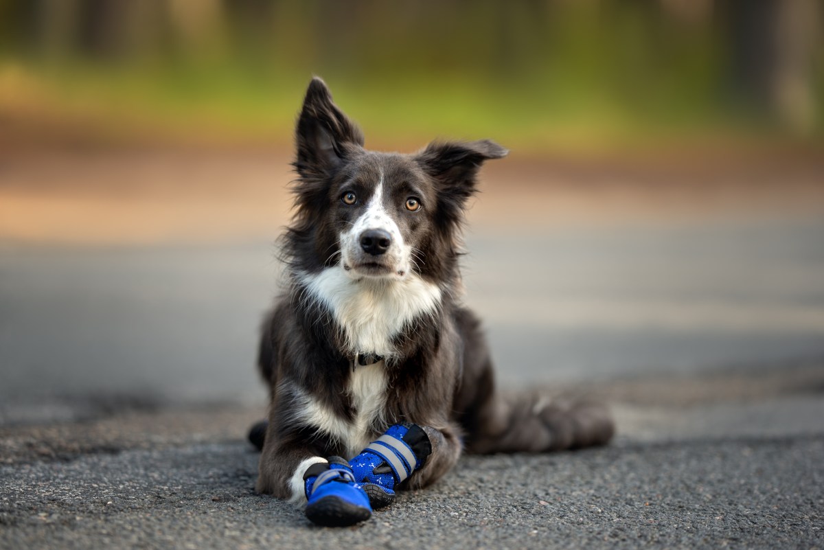 Hund mit Schuhe als Pfotenschutz liegt auf der Straße.