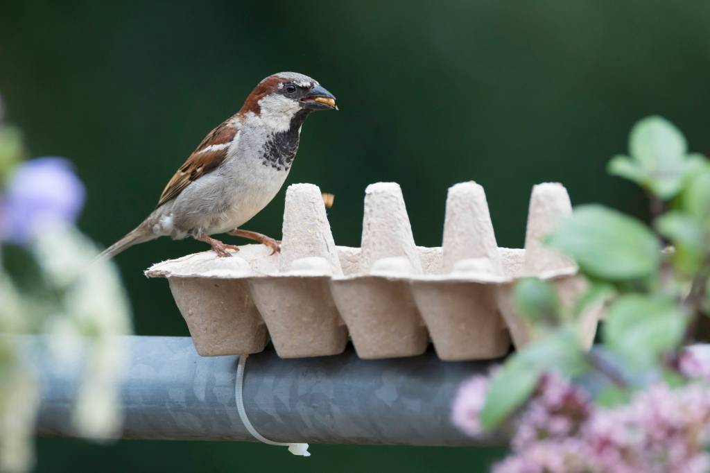 eierkarton kreativ vogel garten