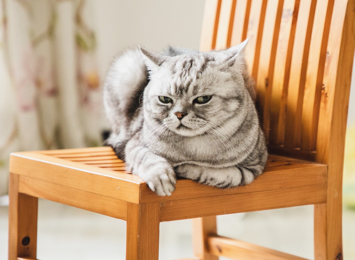 Katze klaut Sitzplatz und sitzt auf einem Stuhl.