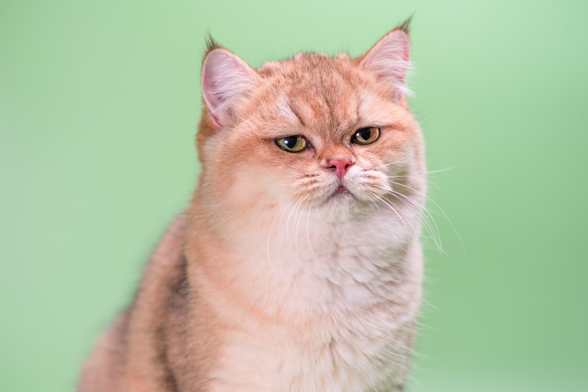 Unglückliche Katze vor grünem Hintergrund.