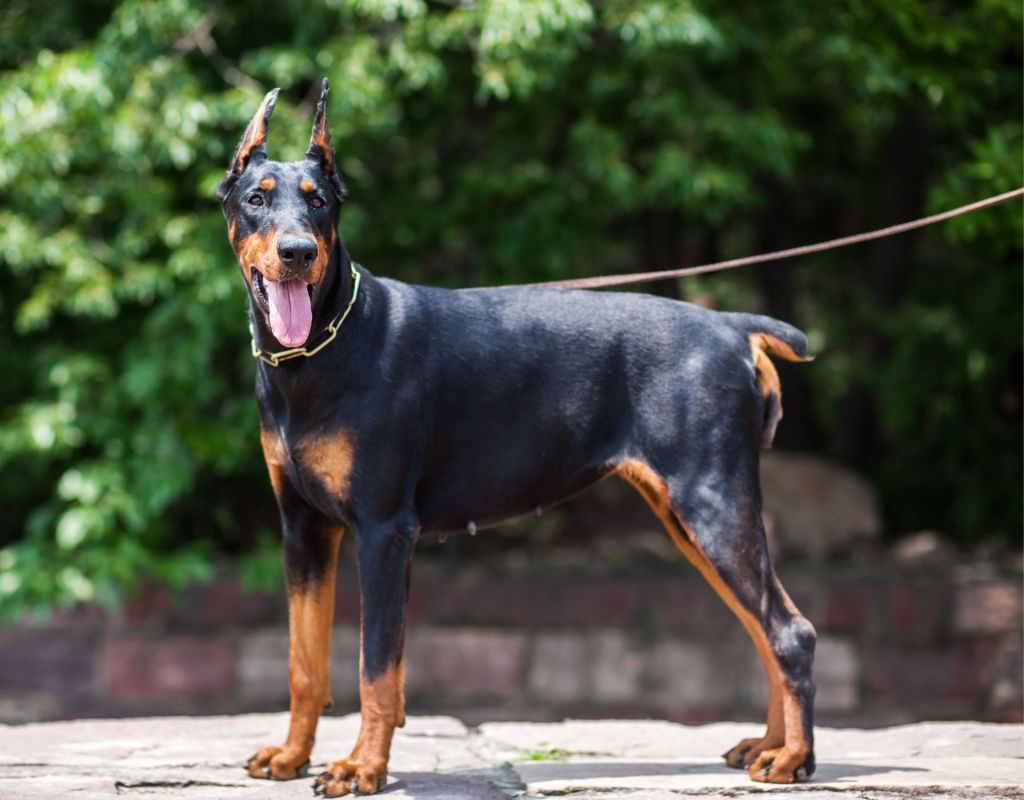 kupierter Dobermann