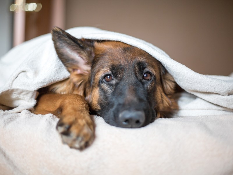 Schäferhund unter einer weißen Decke.