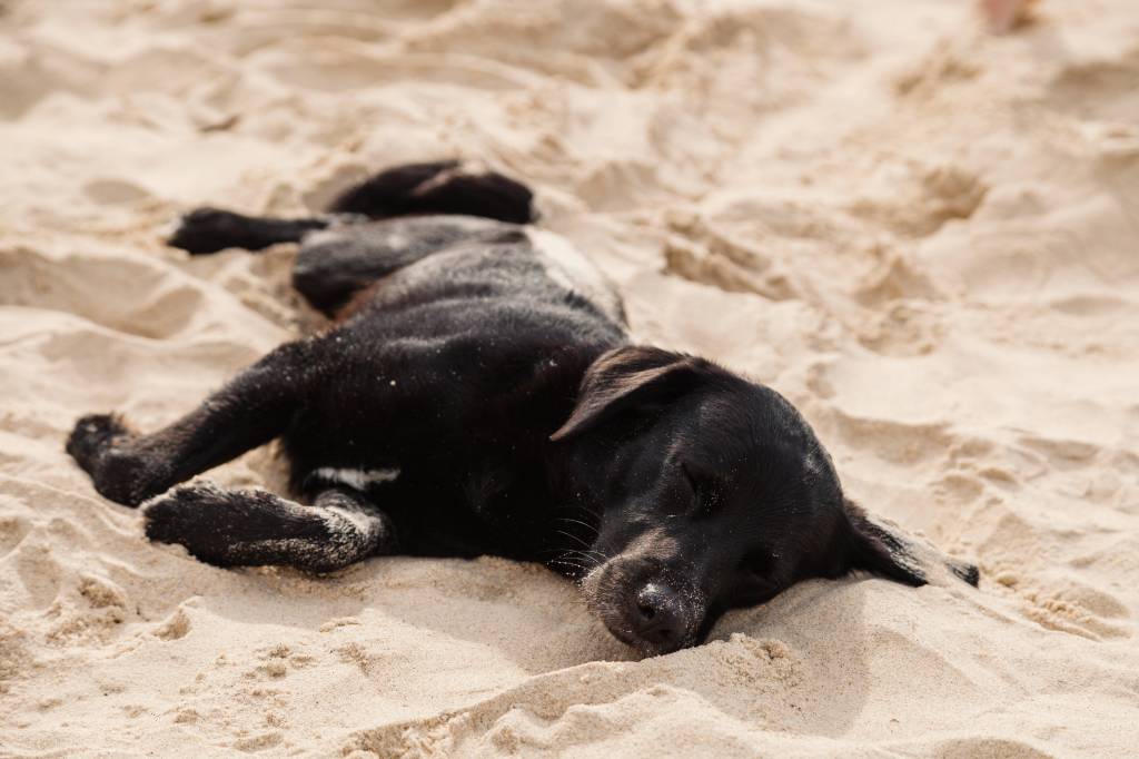 Hund schläft auf der Seite