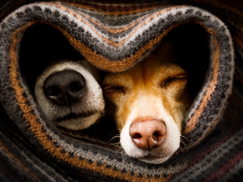 Zwei Hunde liegen unter der Decke.