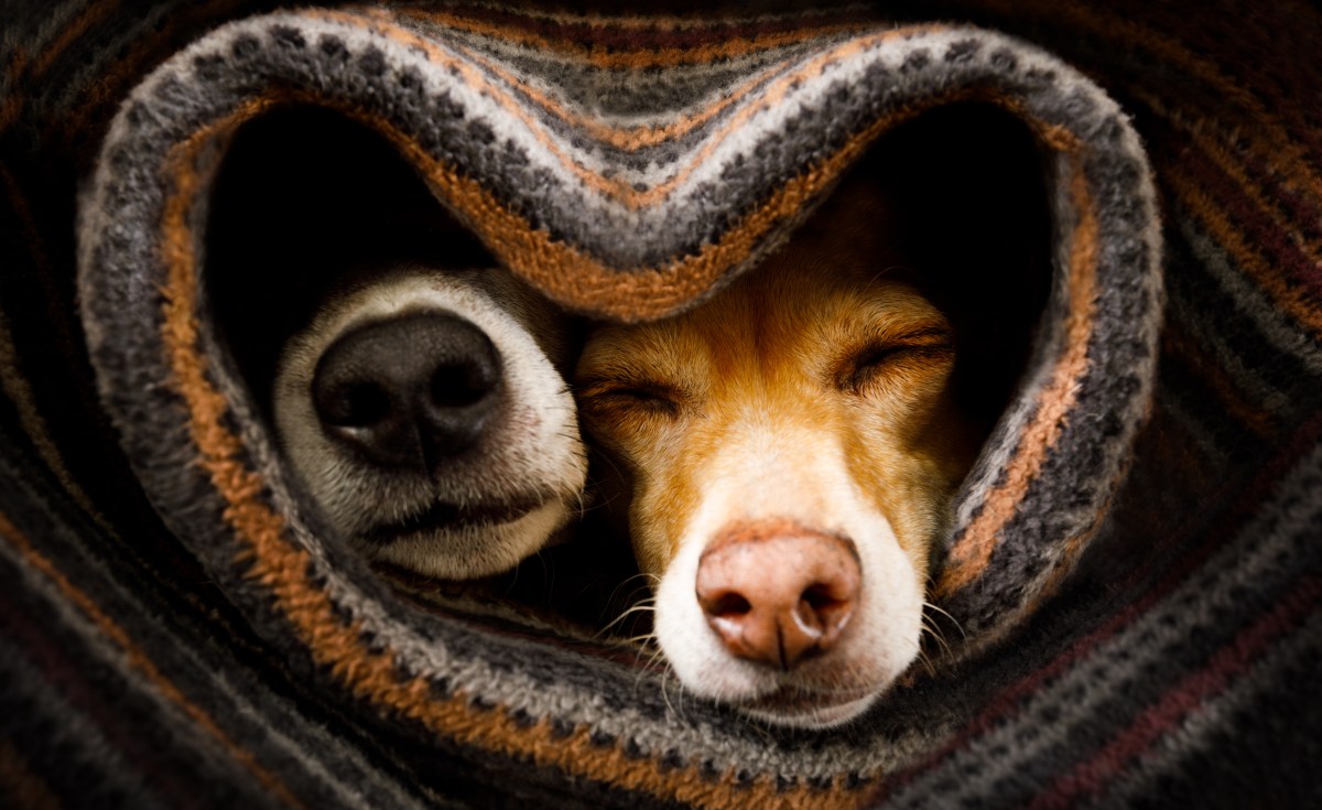 Zwei Hunde liegen unter der Decke.