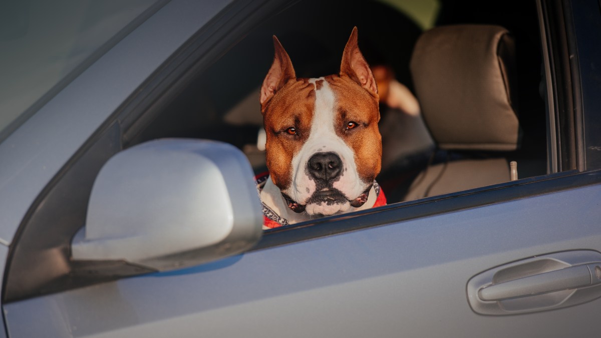 Hund sitzt im Auto und schaut aus dem Fenster.