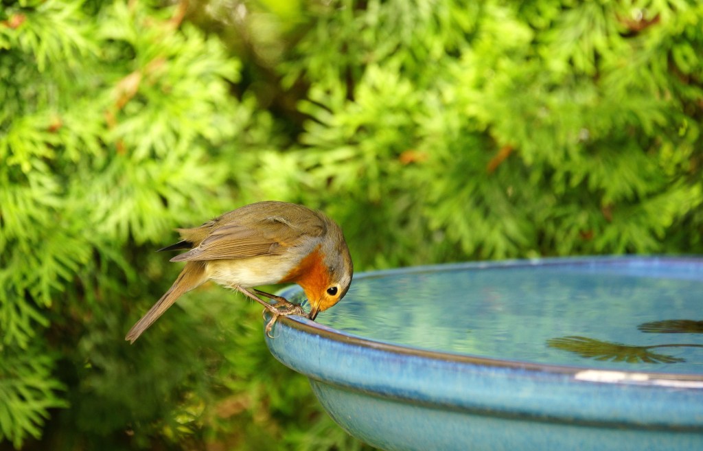 vogeltränke vogel garten trinken