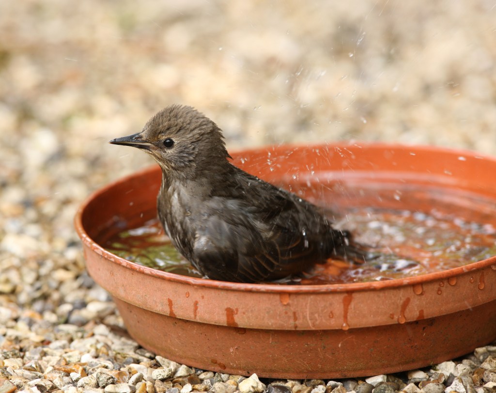 Vogeltränke