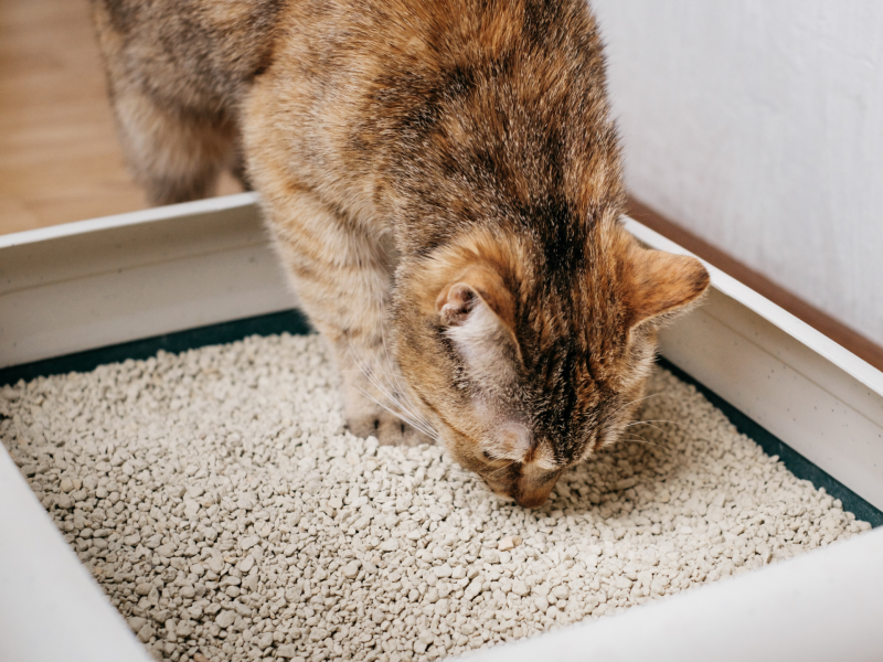 Katze frisst Katzenstreu aus dem Katzenklo.