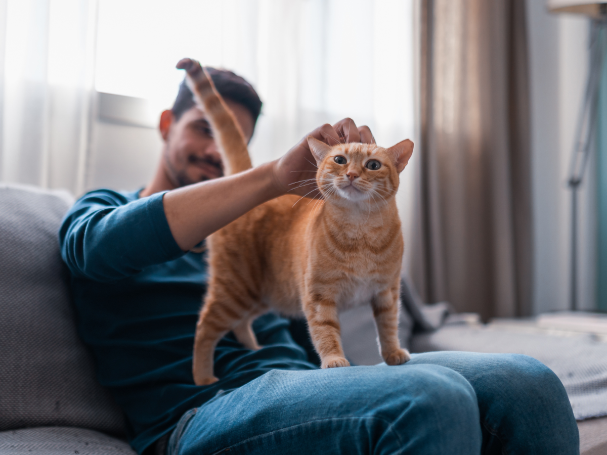 Katze zeigt ihr Hinterteil beim Streicheln: Das ist der wahre Grund