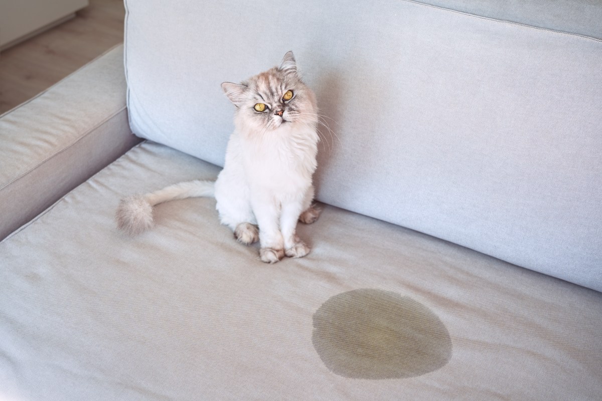 Katze sitzt neben Urinfleck auf der Couch.