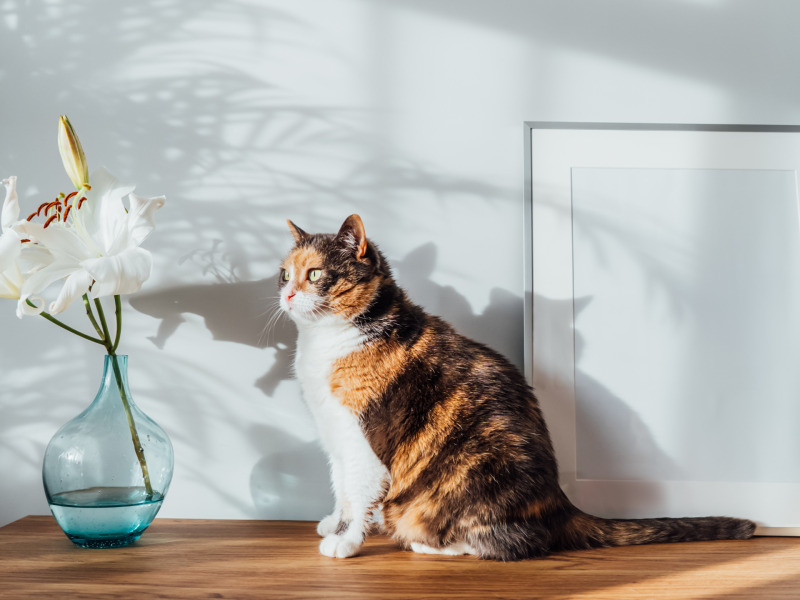 Bunte Katze sitzt vor einer weißen Wand.