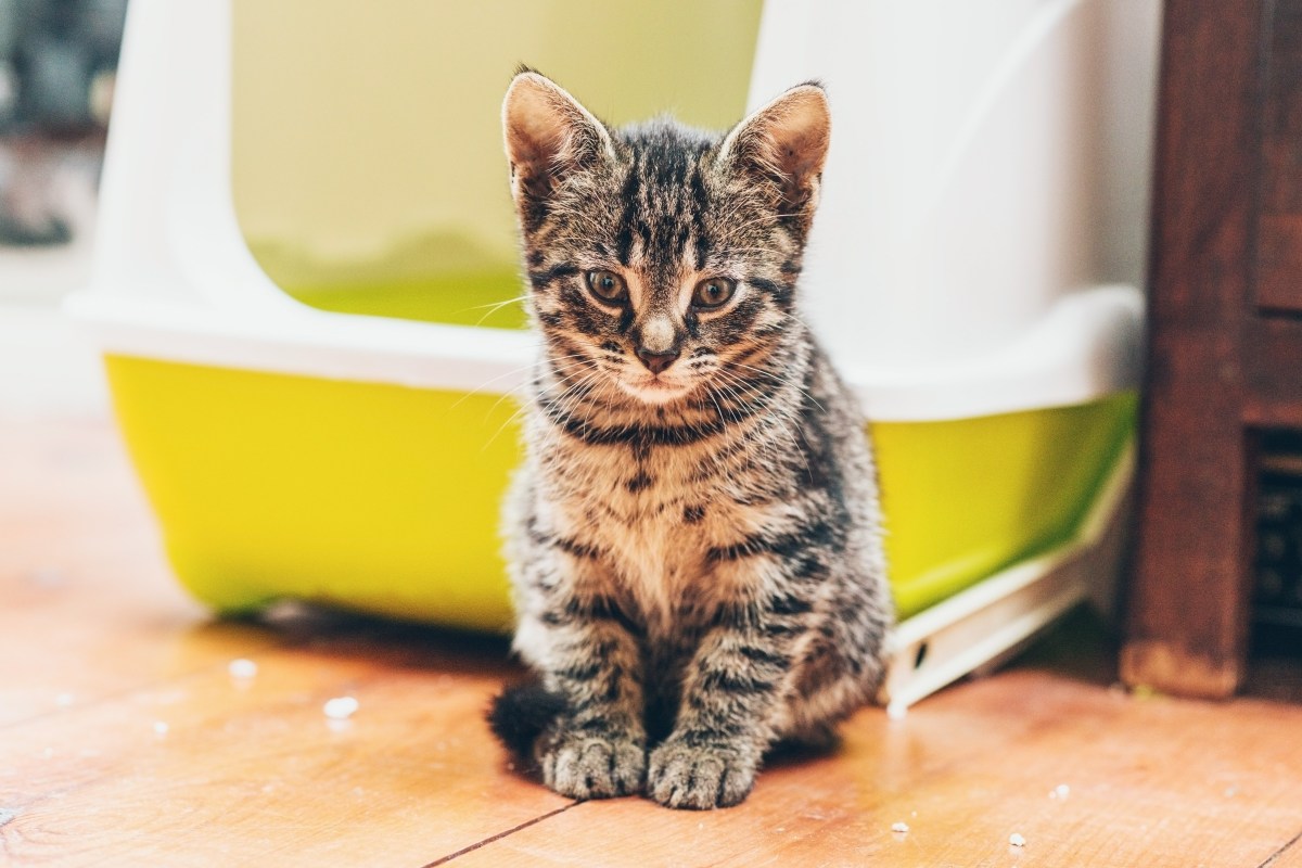 Junge Katze sitzt vor einem Katzenklo.