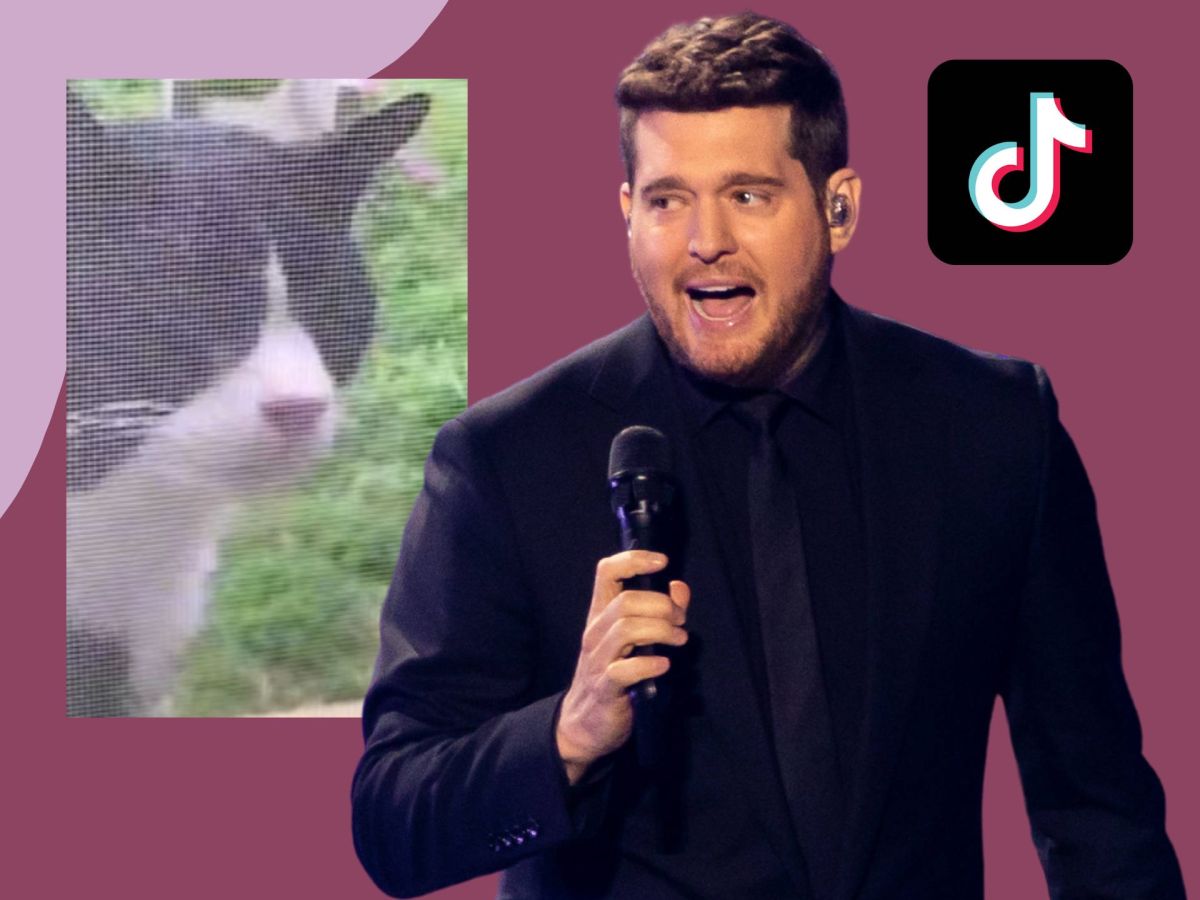 Michael BublÃ©: TikTok-Duett mit Katze â€“ der Song, den wir alle brauchen!