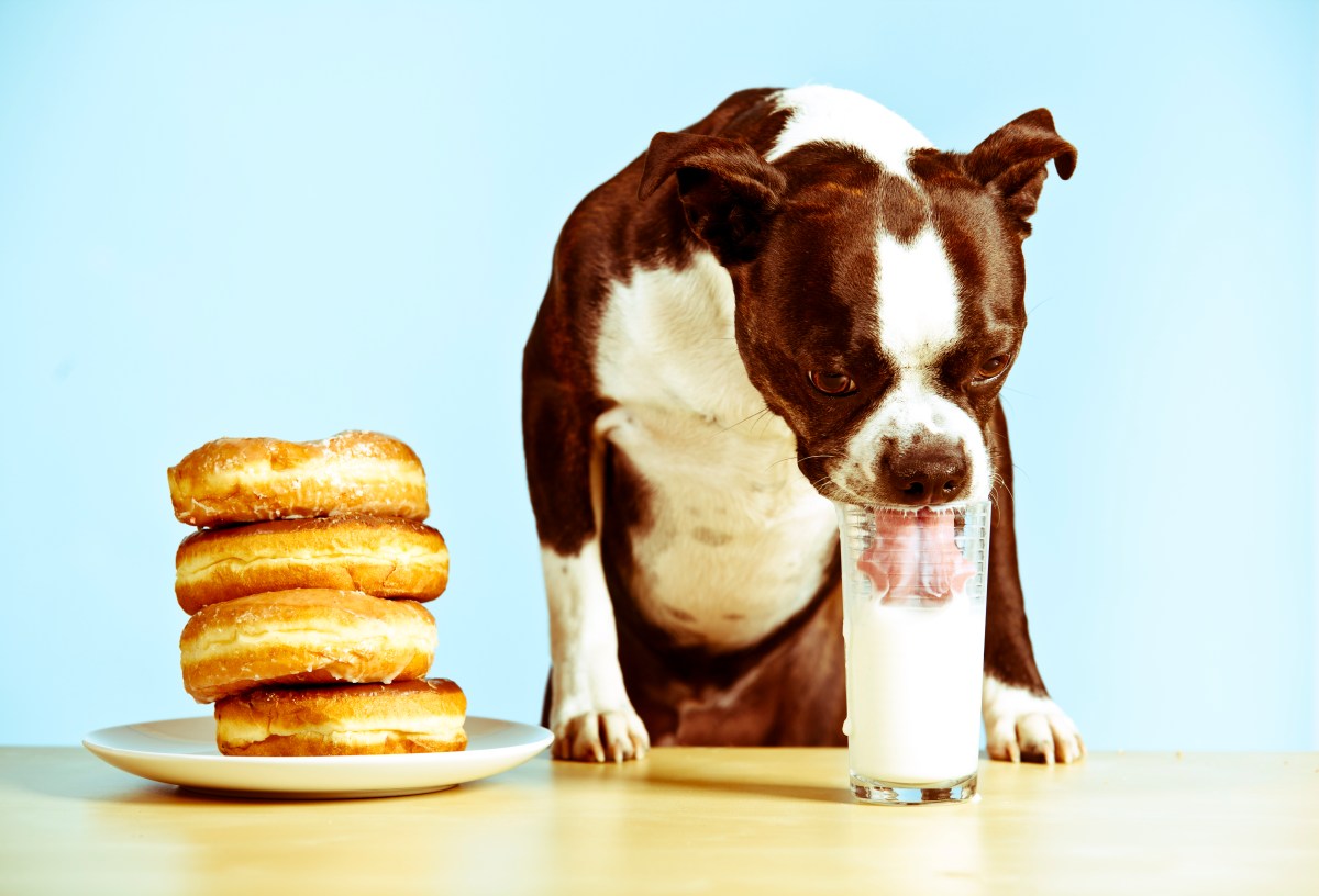 Hund trinkt Milch aus einem Glas