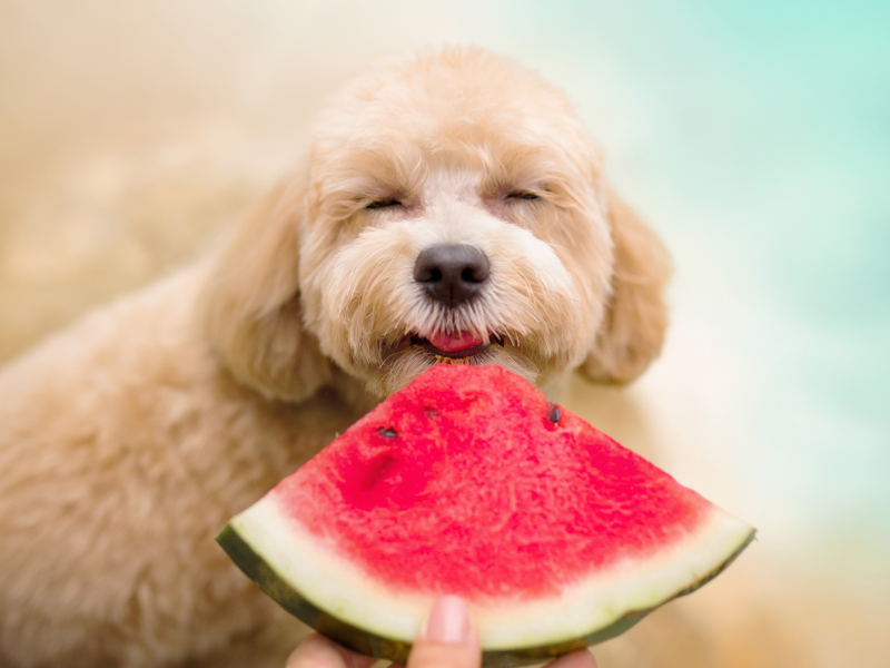 Hund leckt an einer Wassermelone.