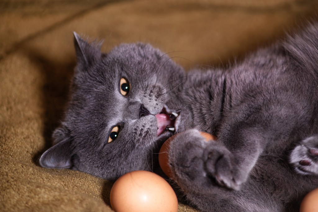 Katze mit Eiern in den Pfoten.