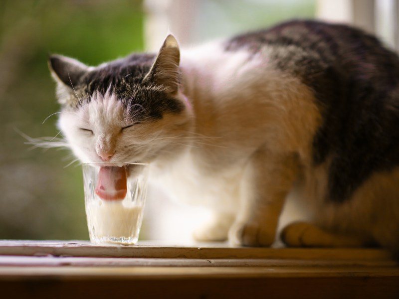 Katze trinkt Milch aus einem Glas.