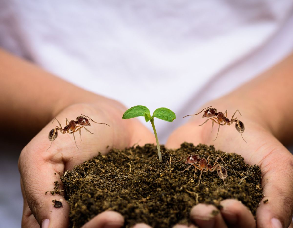 Ameisen vertreiben: Garten Tipp mit Urin