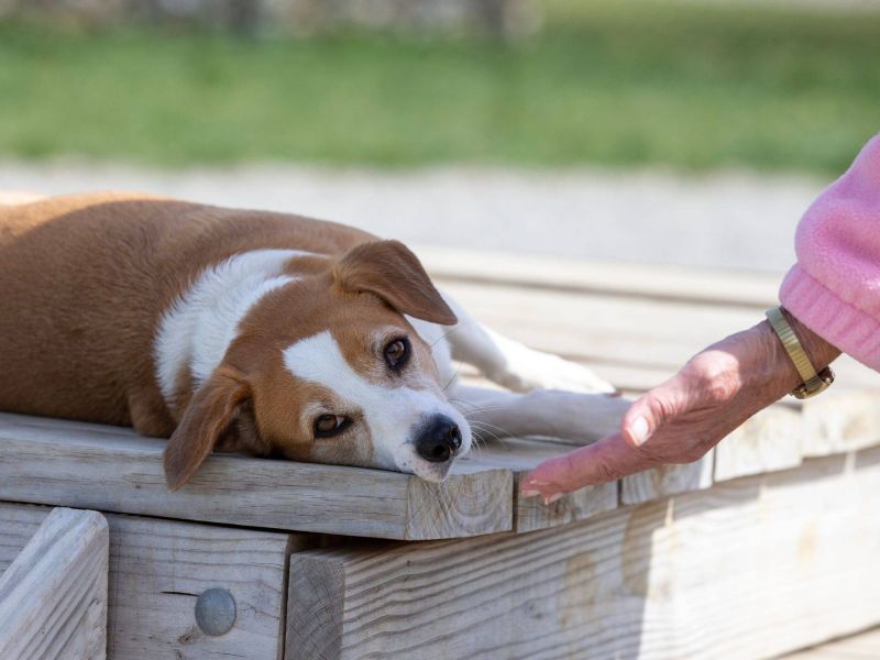 So bringst du deinem Hund eine Rolle bei