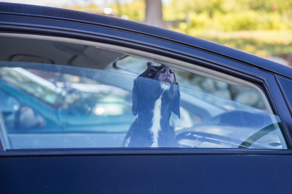 Hund im Sommer im Auto