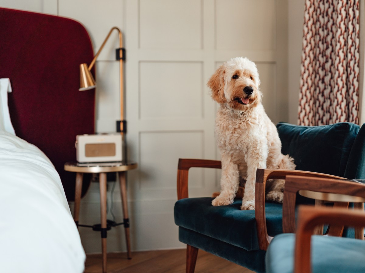 Hund: 11 Dinge, die du bei einer Hotel-Buchung mit Hund beachten musst