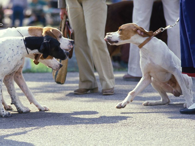 Hundekampf beenden: 6 Experten-Tipps