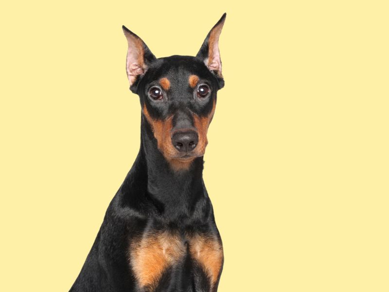 German Pinscher: Viraler Hit: Hund vs. Kind – wer greift hier wen an?