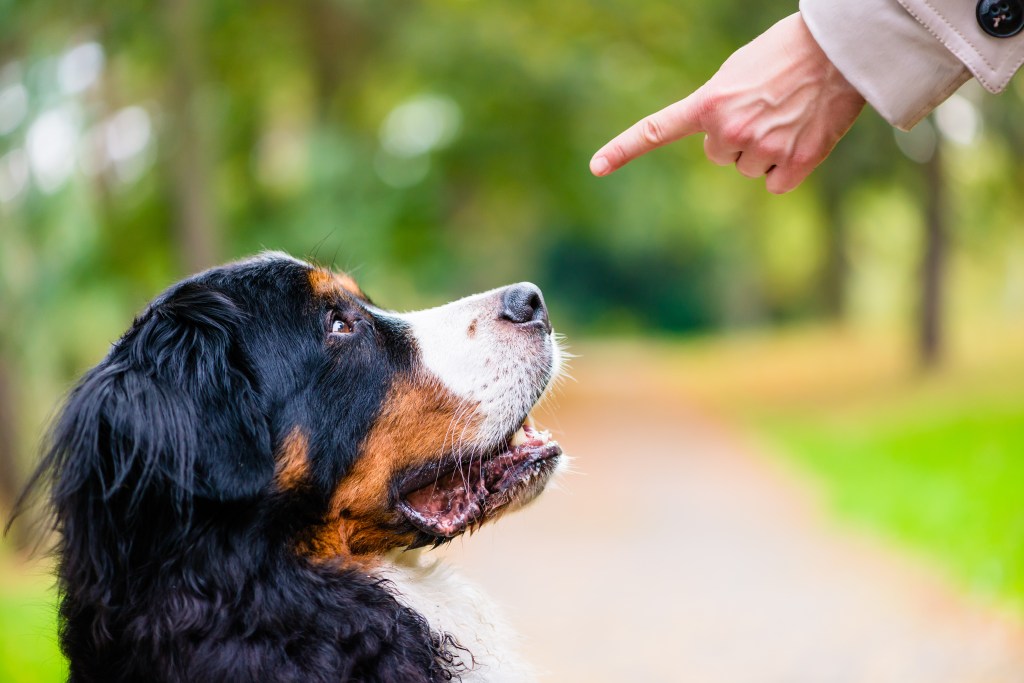 Frau zeigt mit Finger auf Hund