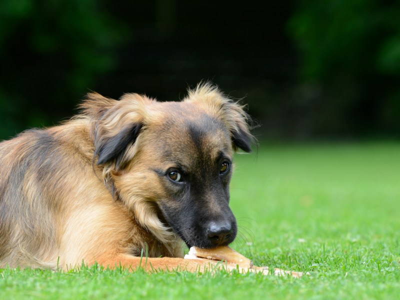 Hund frisst Knochen auf dem Rasen