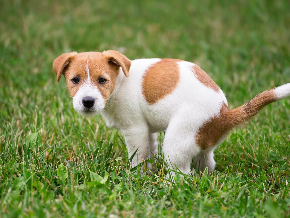 Hund kotet auf den Rasen.